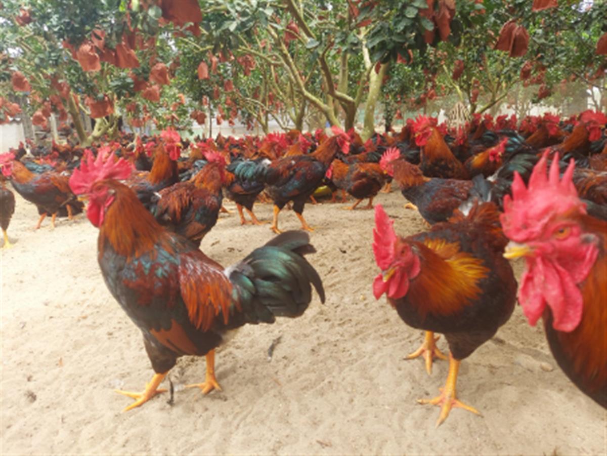 SẢN XUẤT BỘ SẢN PHẨM CÁM GÀ SIÊU THỊT HIGEN MỚI