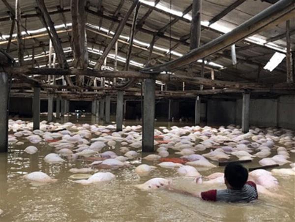 Phòng bệnh cho heo sau lũ hiệu quả